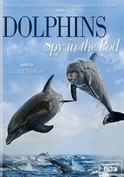 Дельфины: Шпион в стае (Дельфины скрытой камерой) — Dolphins: Spy in the Pod (2014)