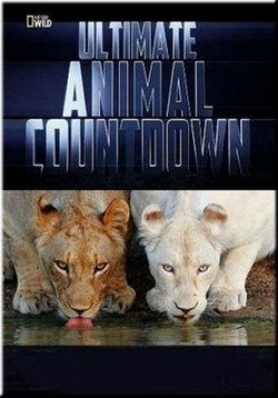Животные-рекордсмены — Ultimate Animal Countdown (2012)