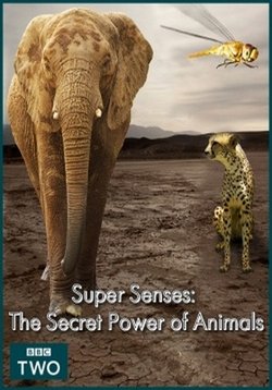 Уникальные способности животных — Super Senses: The Secret Power of Animals (2014)