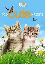 Симпатичные котята и щенки — Too Cute! (2011-2012)