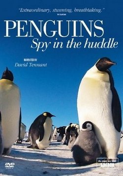 Пингвин: Шпион под прикрытием — Penguins: Spy In The Huddle (2013)