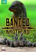 Полосатые братья - банда мангустов — Banded Brothers: The Mongoose Mob (2009)